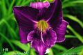 パープル 庭の花 カンゾウ, Hemerocallis フォト, 栽培 と 説明, 特性 と 成長
