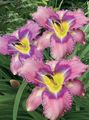 ライラック 庭の花 カンゾウ, Hemerocallis フォト, 栽培 と 説明, 特性 と 成長