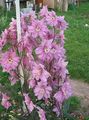 pink Garden Flowers Delphinium Photo, cultivation and description, characteristics and growing