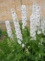 white Garden Flowers Delphinium Photo, cultivation and description, characteristics and growing