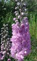 lilac Garden Flowers Delphinium Photo, cultivation and description, characteristics and growing