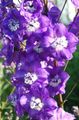 purple Garden Flowers Delphinium Photo, cultivation and description, characteristics and growing