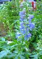 light blue Garden Flowers Delphinium Photo, cultivation and description, characteristics and growing