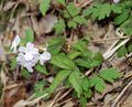 white Garden Flowers Dentaria, Dentaria, Cardamine Photo, cultivation and description, characteristics and growing