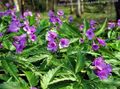 lilla I fiori da giardino Dentaria, Dentaria, Cardamine foto, la lavorazione e descrizione, caratteristiche e la coltivazione