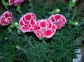 pink Garden Flowers Dianthus, China Pinks, Dianthus chinensis Photo, cultivation and description, characteristics and growing