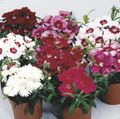 burgundy Garden Flowers Dianthus, China Pinks, Dianthus chinensis Photo, cultivation and description, characteristics and growing