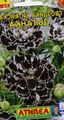 fotoğraf Dianthus, Çin Pembeler tanım, özellikleri ve büyüyen