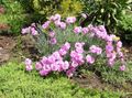 pink Garden Flowers Dianthus perrenial, Dianthus x allwoodii, Dianthus  hybrida, Dianthus  knappii Photo, cultivation and description, characteristics and growing