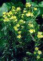 yellow Garden Flowers Dianthus perrenial, Dianthus x allwoodii, Dianthus  hybrida, Dianthus  knappii Photo, cultivation and description, characteristics and growing
