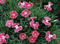 red Garden Flowers Dianthus perrenial, Dianthus x allwoodii, Dianthus  hybrida, Dianthus  knappii Photo, cultivation and description, characteristics and growing