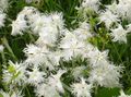 λευκό Λουλούδια κήπου Δίανθος Εποχιακών, Dianthus x allwoodii, Dianthus  hybrida, Dianthus  knappii φωτογραφία, καλλιέργεια και περιγραφή, χαρακτηριστικά και φυτοκομεία