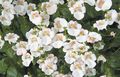white Garden Flowers Diascia, Twinspur Photo, cultivation and description, characteristics and growing