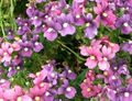lilac Garden Flowers Diascia, Twinspur Photo, cultivation and description, characteristics and growing
