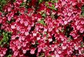 red Garden Flowers Diascia, Twinspur Photo, cultivation and description, characteristics and growing