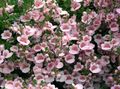pink Garden Flowers Diascia, Twinspur Photo, cultivation and description, characteristics and growing