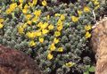yellow Garden Flowers Douglasia, Rocky Mountain Dwarf-Primrose, Vitaliana Photo, cultivation and description, characteristics and growing