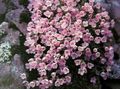 рожевий Садові Квіти Дугласія, Douglasia Фото, вирощування і опис, характеристика і зростаючий
