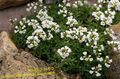 white Garden Flowers Draba Photo, cultivation and description, characteristics and growing