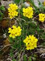 yellow Garden Flowers Draba Photo, cultivation and description, characteristics and growing