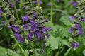 fialový Záhradné kvety Draci Ústa, Horminium pyrenaicum fotografie, pestovanie a popis, vlastnosti a pestovanie