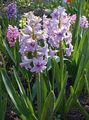 syrin Hage blomster Nederlandsk Hyacinth, Hyacinthus Bilde, dyrking og beskrivelse, kjennetegn og voksende
