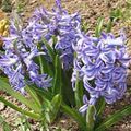 lyse blå Hage blomster Nederlandsk Hyacinth, Hyacinthus Bilde, dyrking og beskrivelse, kjennetegn og voksende