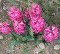rosa Hage blomster Nederlandsk Hyacinth, Hyacinthus Bilde, dyrking og beskrivelse, kjennetegn og voksende