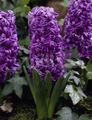 Fil Holländsk Hyacint beskrivning, egenskaper och odling