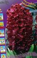 бордовий Садові Квіти Гіацинт, Hyacinthus Фото, вирощування і опис, характеристика і зростаючий