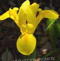 yellow Garden Flowers Dutch Iris, Spanish Iris, Xiphium Photo, cultivation and description, characteristics and growing