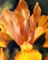 orange Garden Flowers Dutch Iris, Spanish Iris, Xiphium Photo, cultivation and description, characteristics and growing