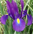 purple Garden Flowers Dutch Iris, Spanish Iris, Xiphium Photo, cultivation and description, characteristics and growing