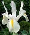 white Garden Flowers Dutch Iris, Spanish Iris, Xiphium Photo, cultivation and description, characteristics and growing