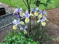 light blue Garden Flowers Dutch Iris, Spanish Iris, Xiphium Photo, cultivation and description, characteristics and growing