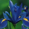 blue Garden Flowers Dutch Iris, Spanish Iris, Xiphium Photo, cultivation and description, characteristics and growing