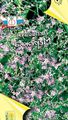 сиреневый Садовые Цветы Лепидиум, Lepidium nanum Фото, культивация и описание, характеристика и выращивание