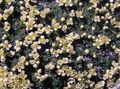 yellow Garden Flowers Dwarf pepperweed, Lepidium nanum Photo, cultivation and description, characteristics and growing