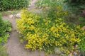 yellow Garden Flowers Dyer's Greenweed, Genista tinctoria Photo, cultivation and description, characteristics and growing