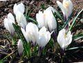 biely Záhradné kvety Čoskoro Šafran, Tommasina Je Šafran, Sneh Krokus, Angličania, Crocus fotografie, pestovanie a popis, vlastnosti a pestovanie