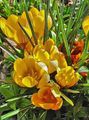 žlutý Zahradní květiny Brzy Šafrán, Tommasini Je Šafrán, Sníh Šafrán, Angličani, Crocus fotografie, kultivace a popis, charakteristiky a pěstování