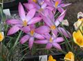 pink Garden Flowers Early Crocus, Tommasini's Crocus, Snow Crocus, Tommies Photo, cultivation and description, characteristics and growing