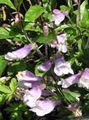 halványlila Kerti Virágok Kelet Penstemon, Szőrös Beardtongue fénykép, termesztés és leírás, jellemzők és növekvő