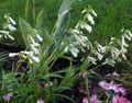 fehér Kerti Virágok Kelet Penstemon, Szőrös Beardtongue fénykép, termesztés és leírás, jellemzők és növekvő
