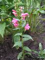 rózsaszín Kerti Virágok Kelet Penstemon, Szőrös Beardtongue fénykép, termesztés és leírás, jellemzők és növekvő