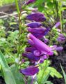 lila Kerti Virágok Kelet Penstemon, Szőrös Beardtongue fénykép, termesztés és leírás, jellemzők és növekvő