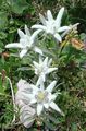 white Garden Flowers Edelweiss, Leontopodium Photo, cultivation and description, characteristics and growing