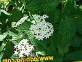 white Egyptian star flower, Egyptian Star Cluster, Pentas Photo, cultivation and description, characteristics and growing