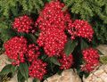red Egyptian star flower, Egyptian Star Cluster, Pentas Photo, cultivation and description, characteristics and growing