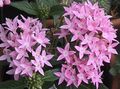 pink Egyptian star flower, Egyptian Star Cluster, Pentas Photo, cultivation and description, characteristics and growing